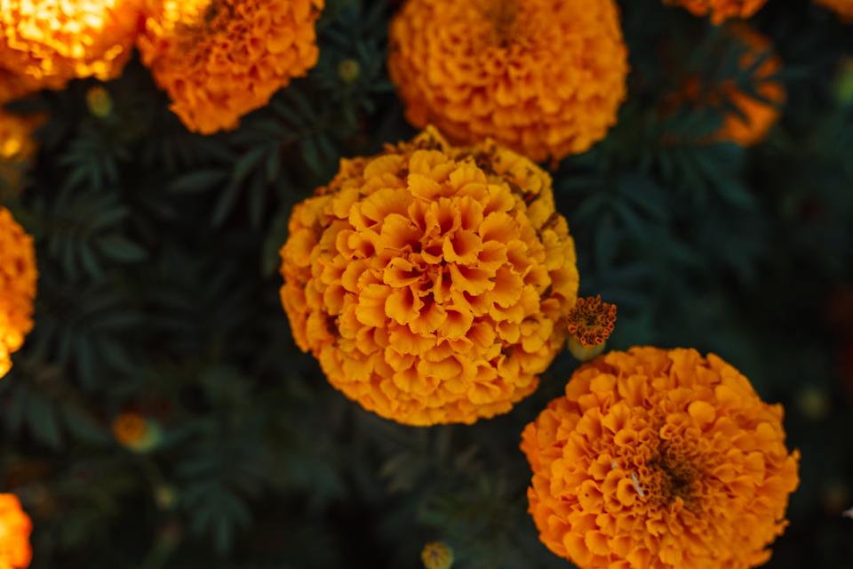 African Marigold Macro Petals. Detailed close-up of spherical Tagetes bloom showing layered petals and textures, rich golden color on dark foliage.