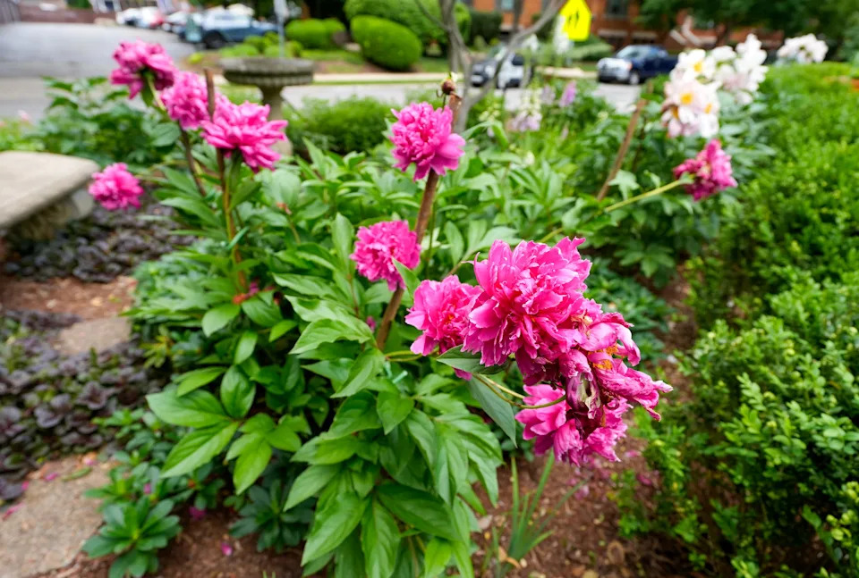 Peonies in the garden of Julie Johnson in Crescent Hill. May 22, 2025