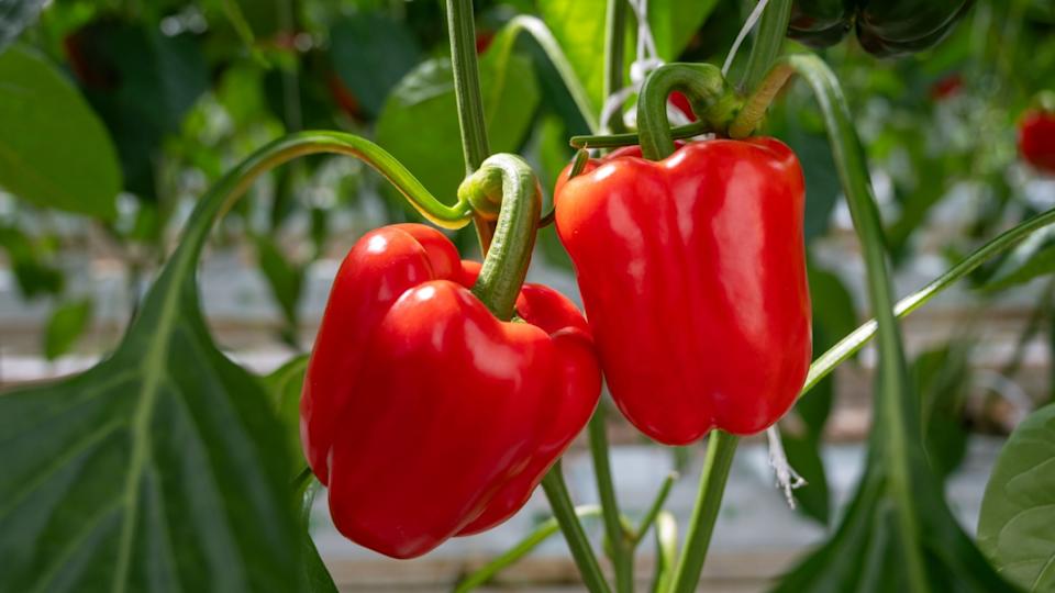 Big ripe sweet bell peppers vegetables, paprika plants growing in glass greenhouse, bio farming in the Netherlands