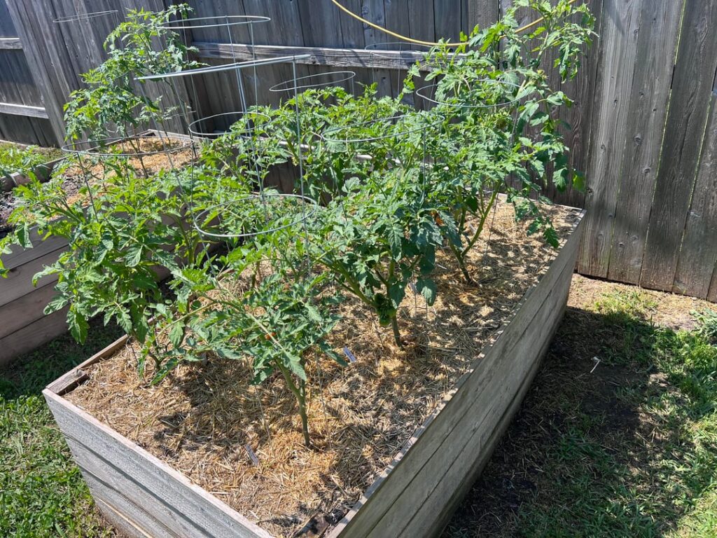 2nd year growing tomatoes in my back yard. Zone 9b 2nd year growing tomatoes in my back yard. Zone 9b