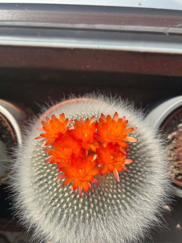 First blooms of the year!