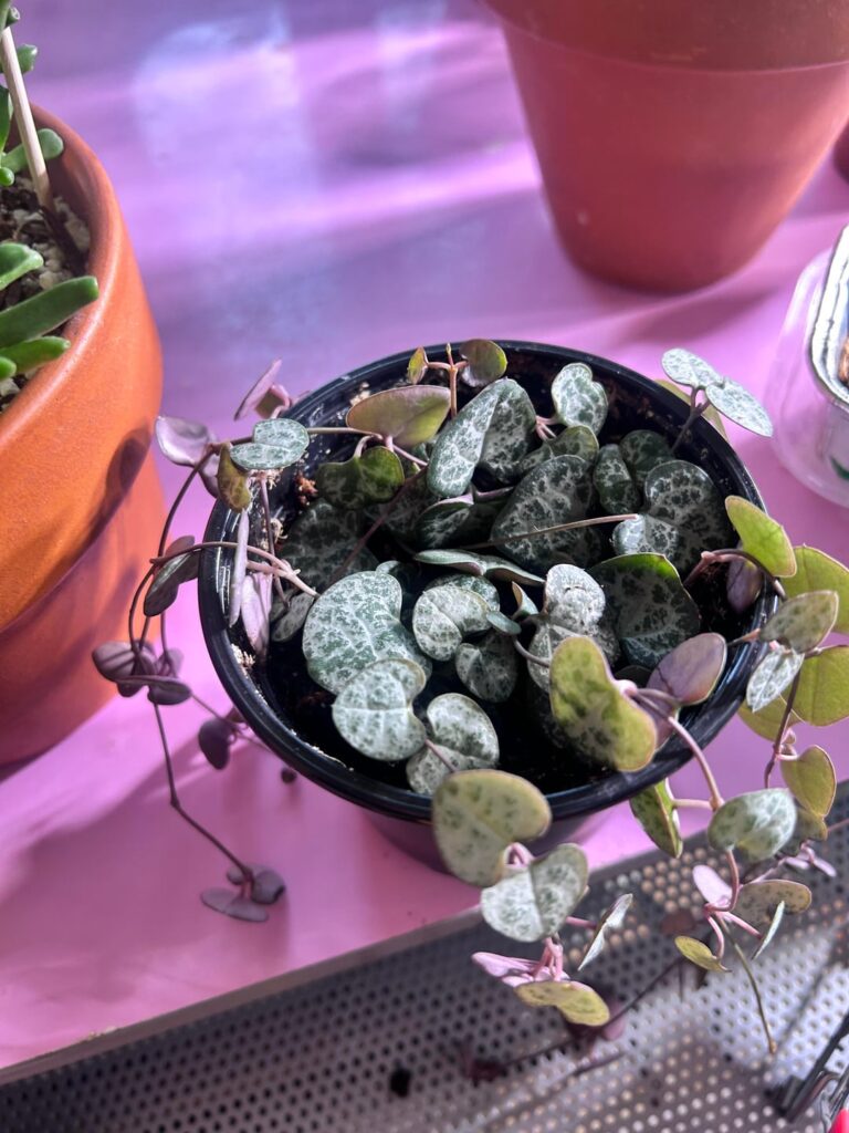 which pot should this go in when i repot?