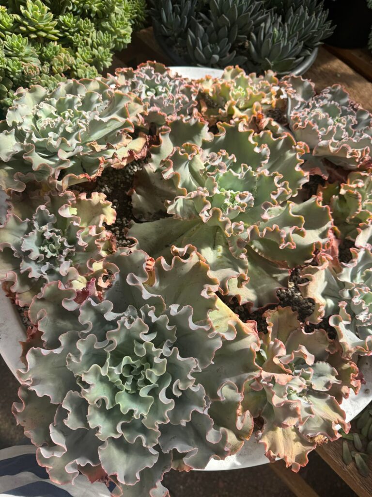 Echeveria Pink Curls