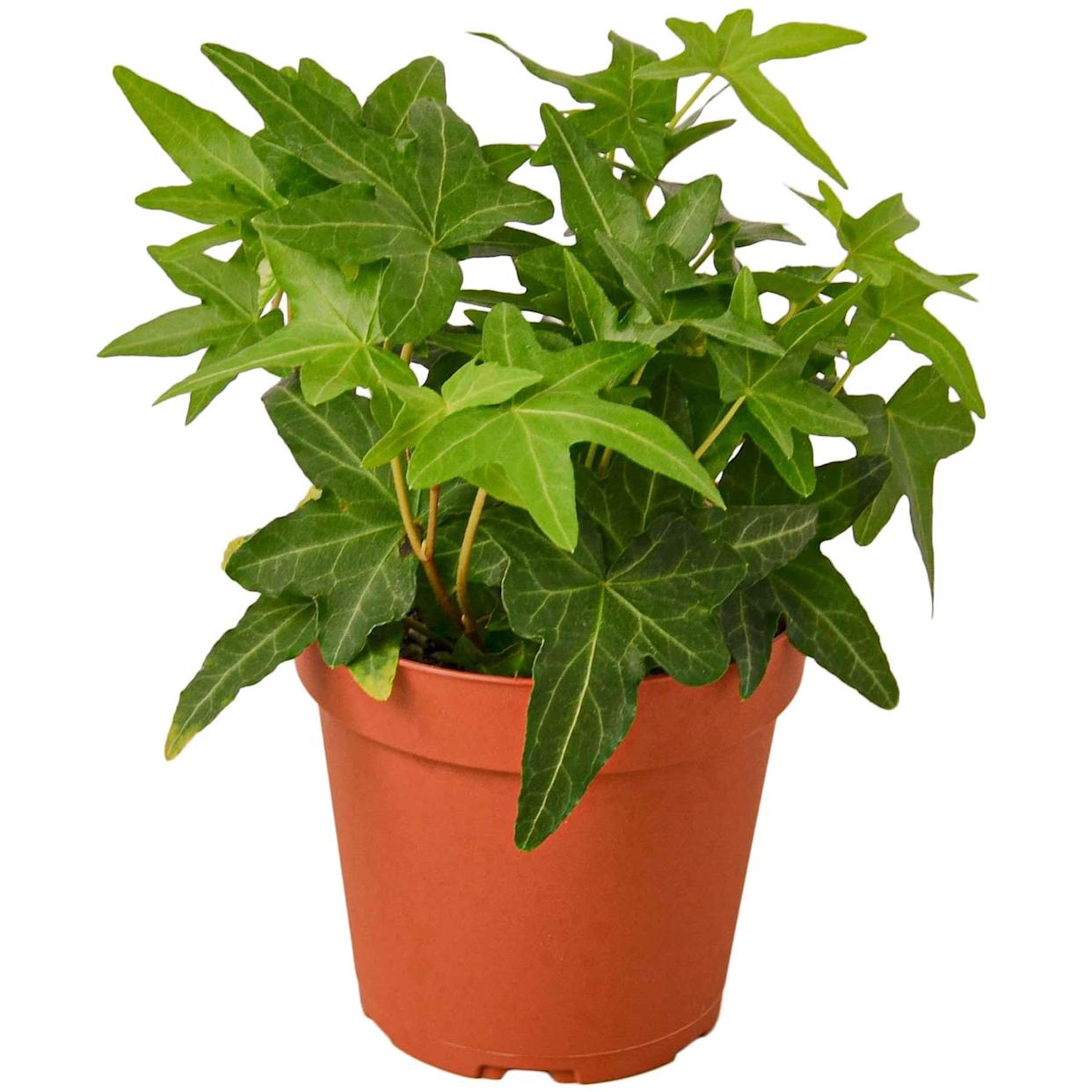 37 Low-Light Houseplants That THRIVE in Darkness