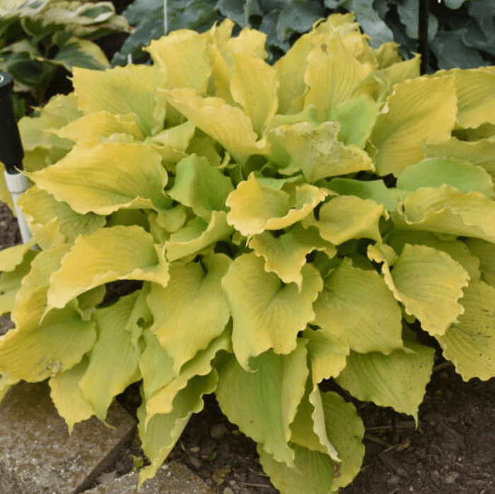Echo The Sun Hosta Varieties