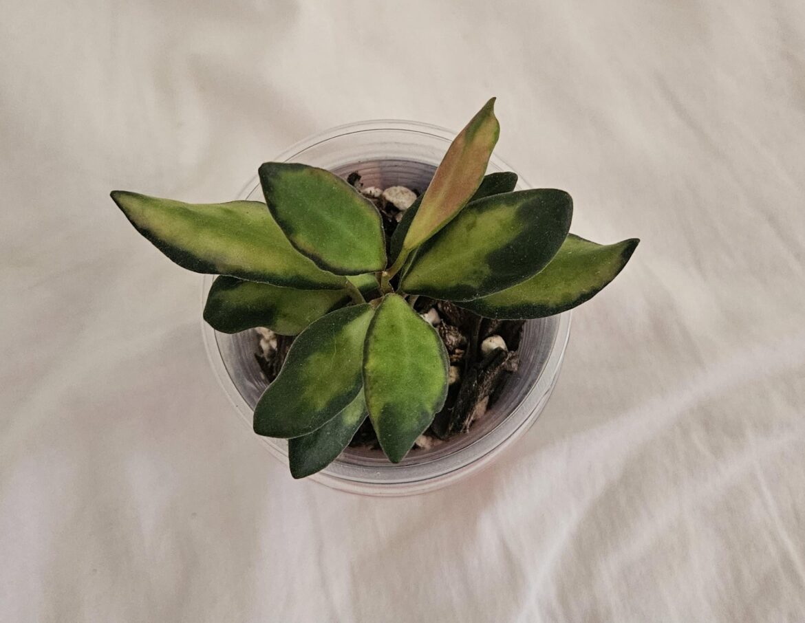Hoya Burtoniae Variegated
