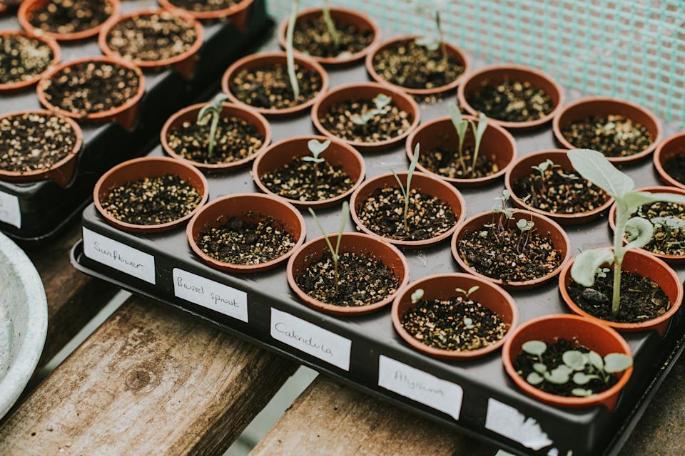Small planter pots in a black plastic tray, with seedlings popping up and labels reading sunflower, brussell sprout, calendula, and more.