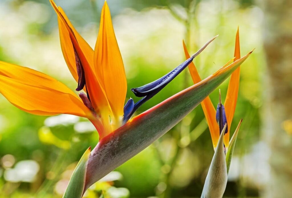 In love with the shape of Bird of Paradise