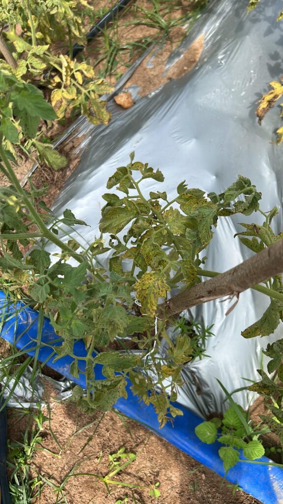 Can anybody diagnose what killed my plants