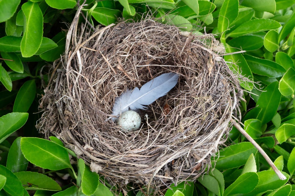 nest with egg and feather in an hedge nest with egg and feather in an hedge