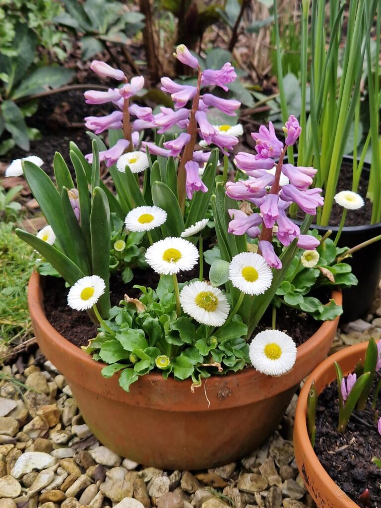 Something new to see in the garden every day at the moment...