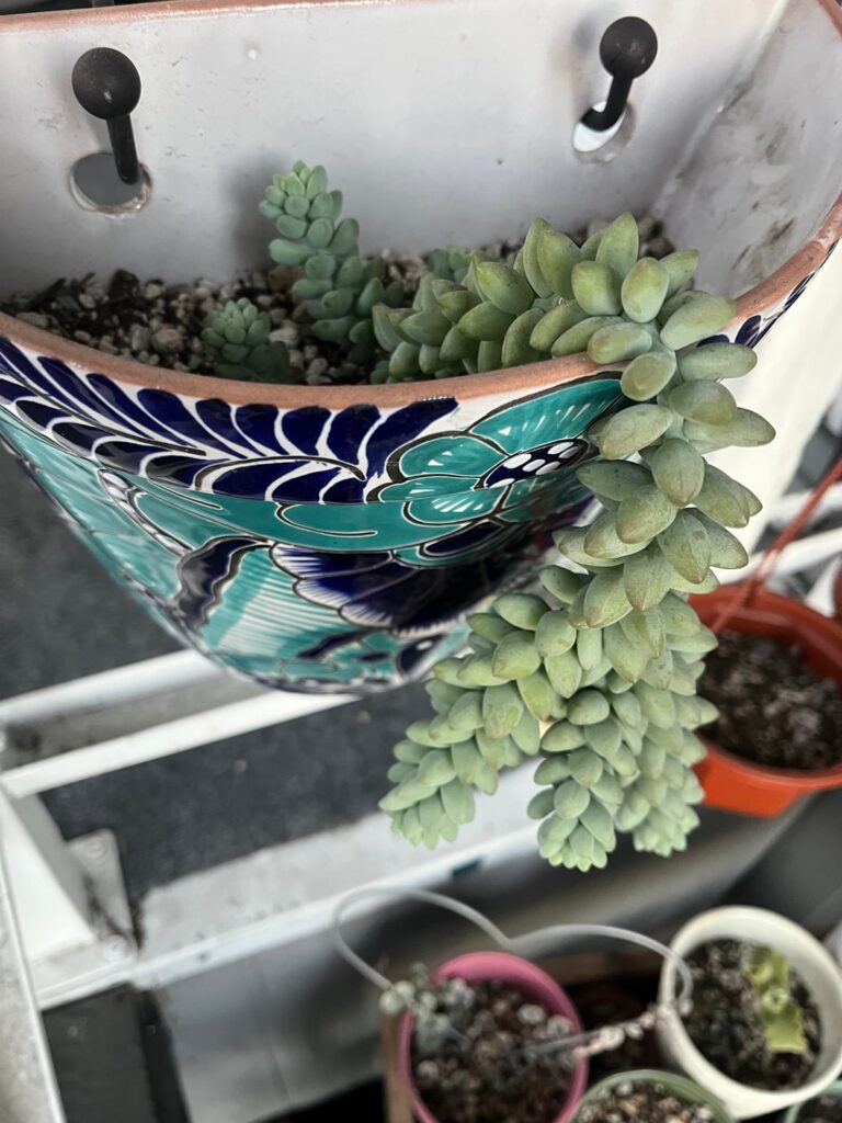 Should I cut and prop on top or let it grow?