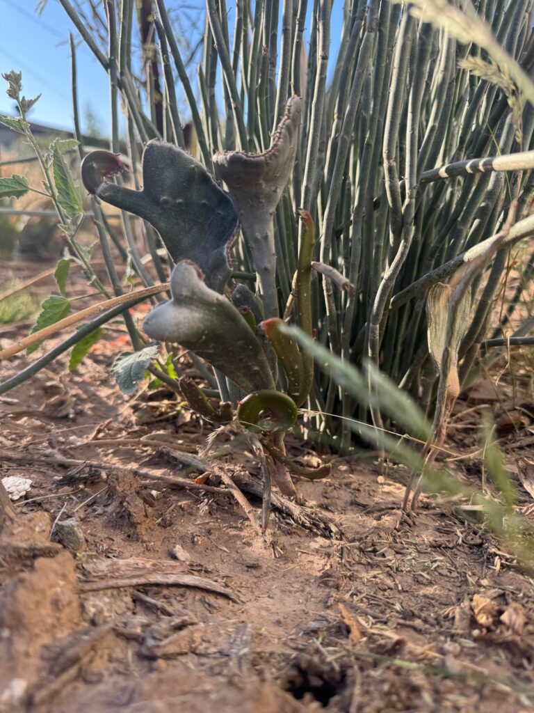 The new growth on my crested candelilla euphorbia is going wild!