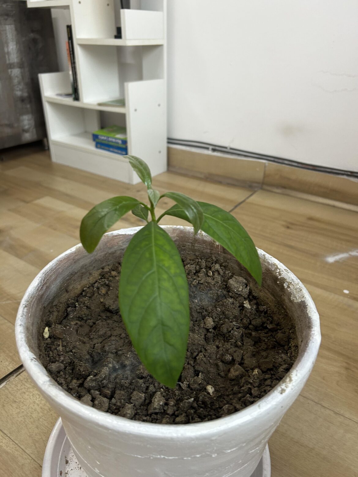 Curling leaves.