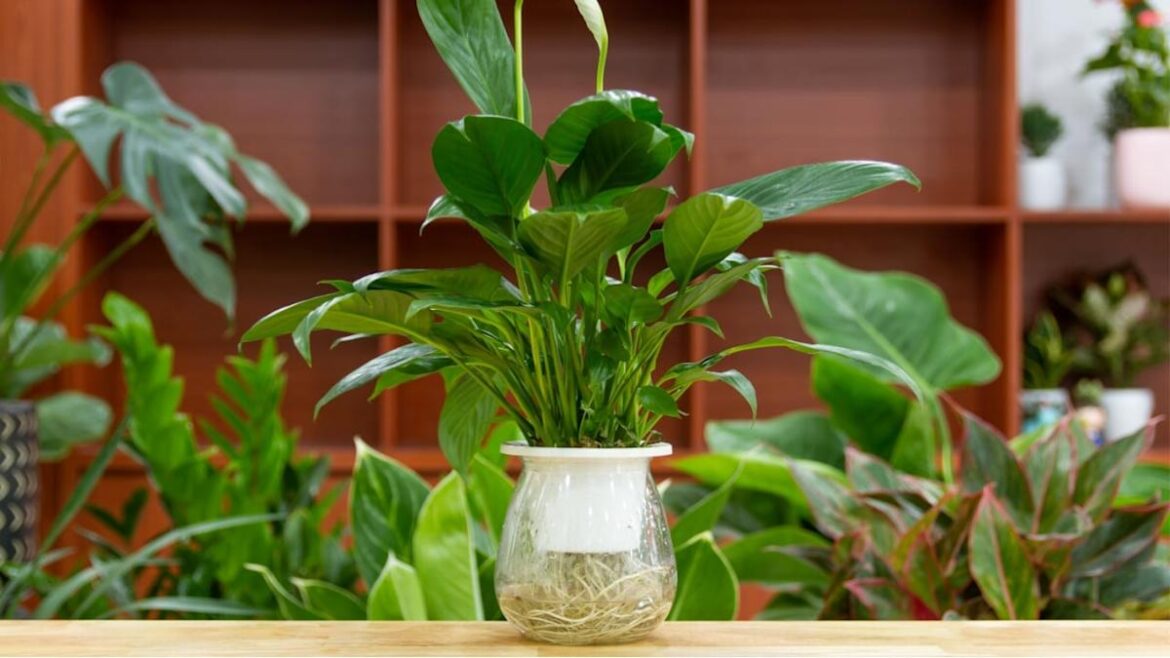 Never Come Home to Dead Plants Again— 7 Tricks Every Traveler Needs to Know