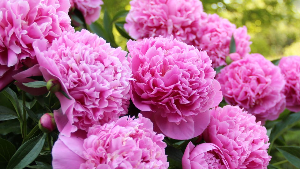 Pink Peonies Blooming in a Garden