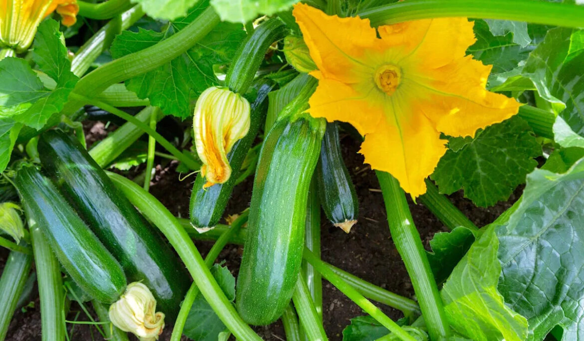Housesitter makes a troubling discovery while watching over neighbor's garden: 'It was bad'