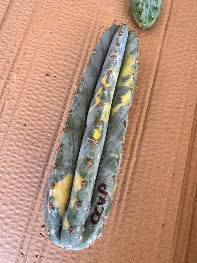A gift from a new friend