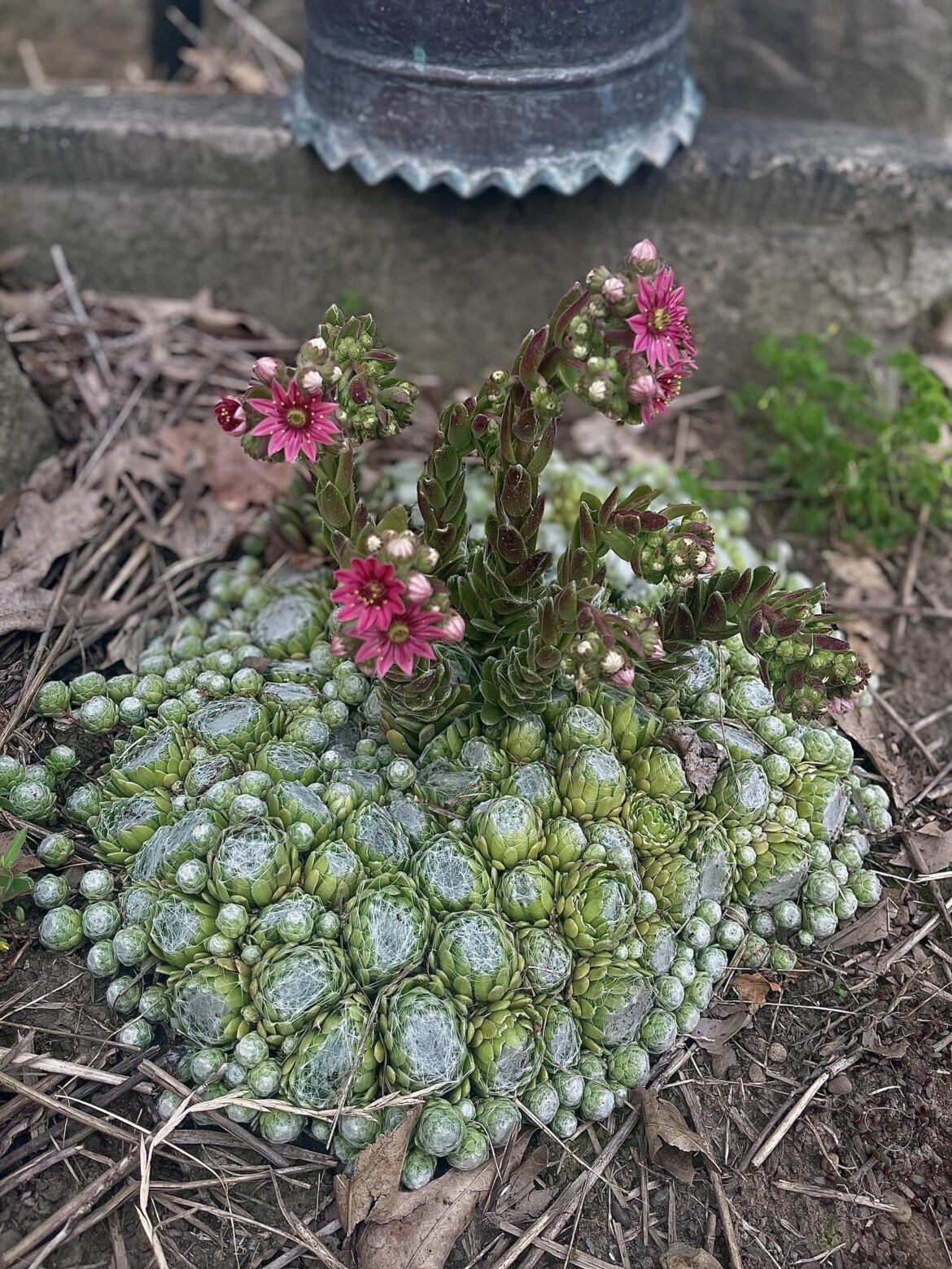 Chicks and hens bloom ✨