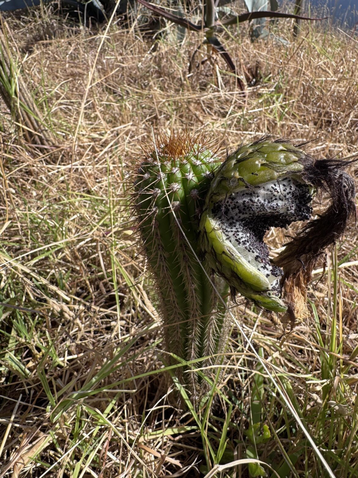 Cacti are fruiting!! What are they, and are the edible?