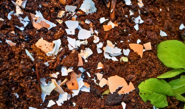 Picture of broken up eggshells in a garden