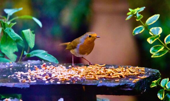 Picture of a robin at a bird table 
