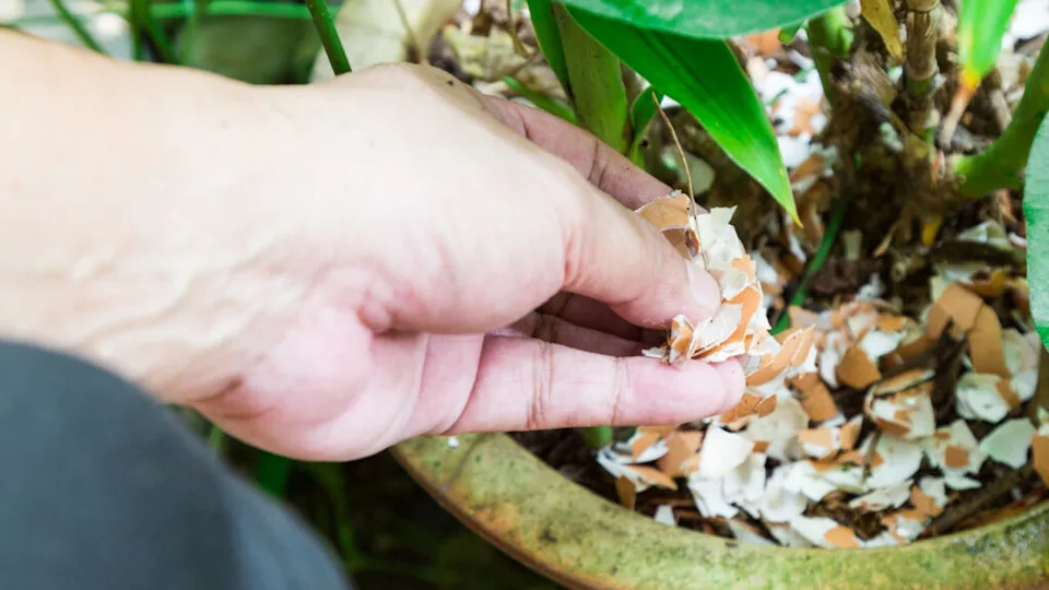 Hand feeding crushed eggs shells onto plants as natural garden organic fertilizer at home