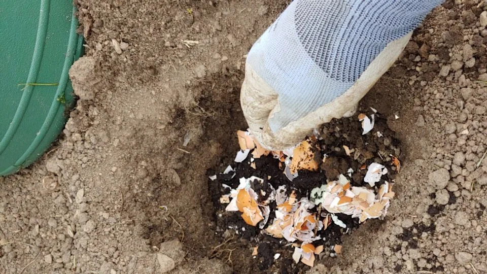placing crushed eggshells into a hole for tomato plant