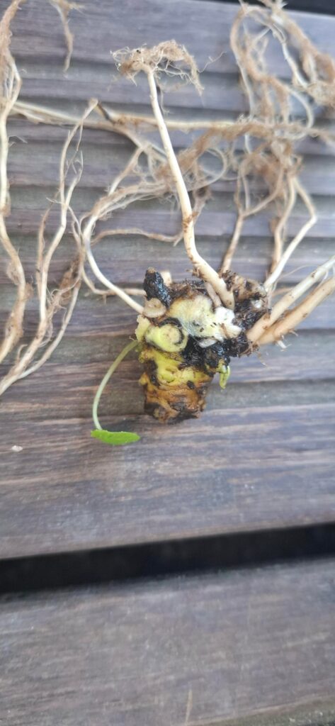 Which fungus + possible cure ?