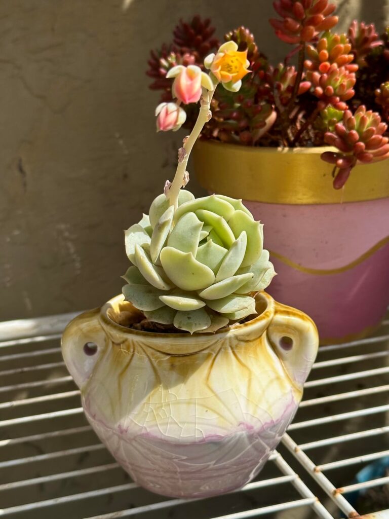Echeveria Lola blooms
