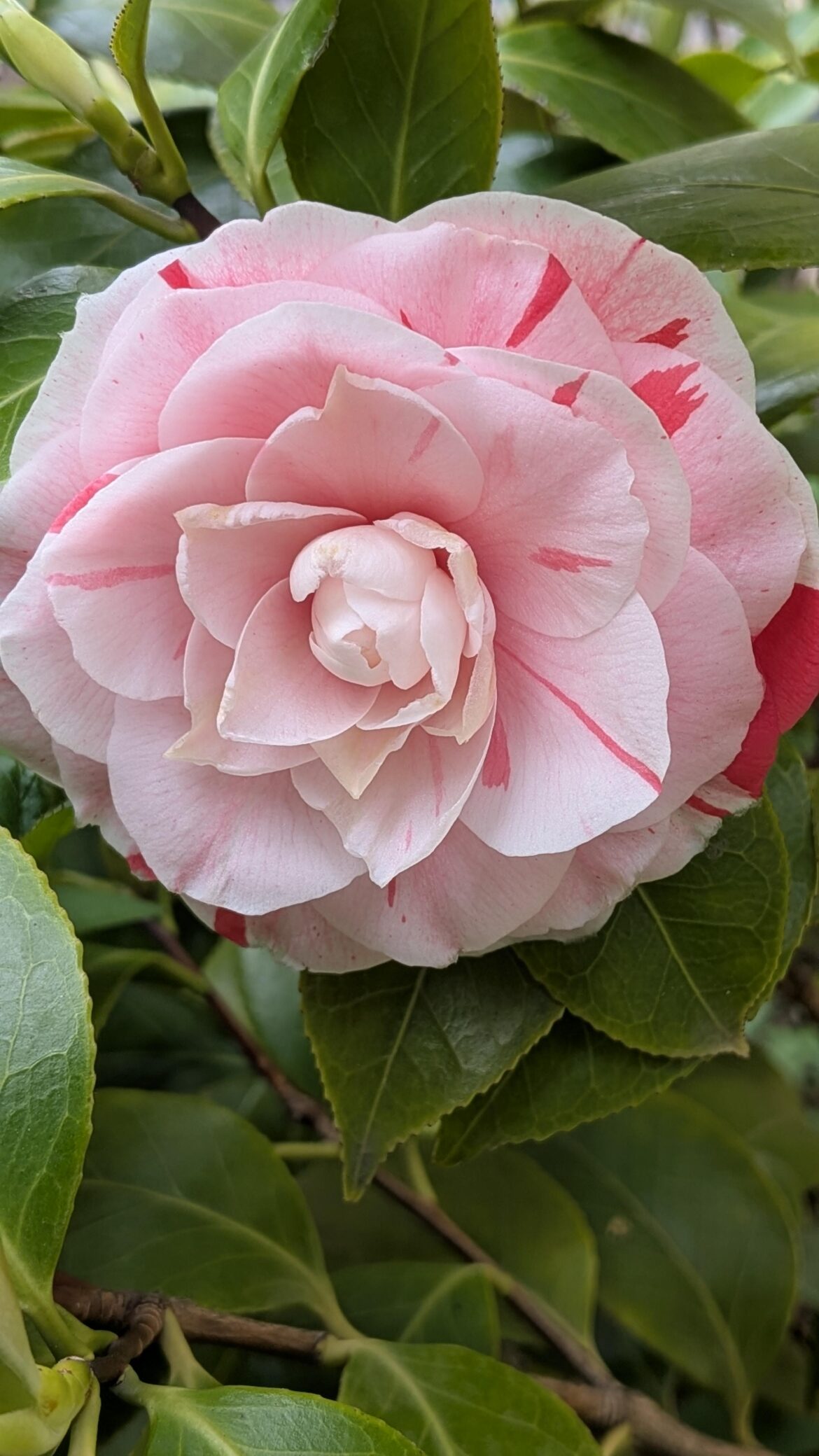 Camelia japonica - Camelia