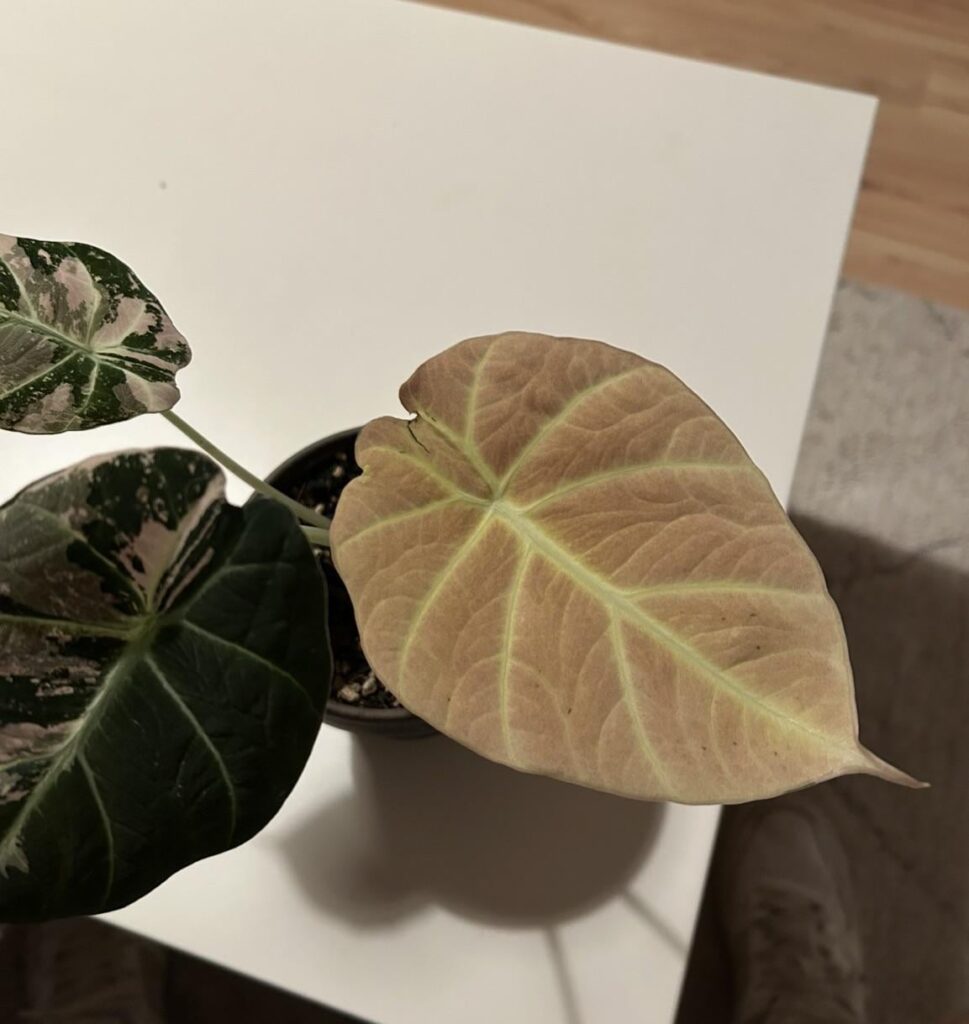 Full pink leaf from my Black Velvet Pink Variegata