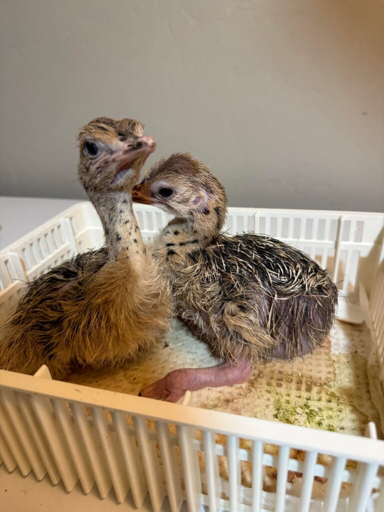 My baby ostriches hatched!