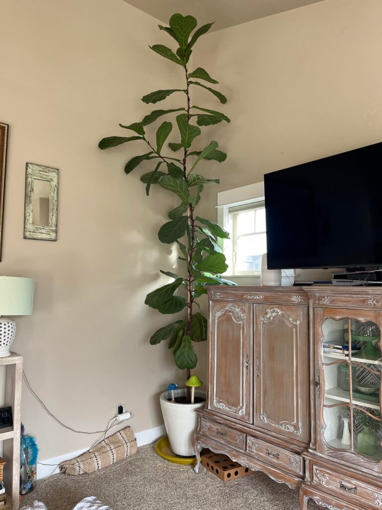 Fiona is Too Tall