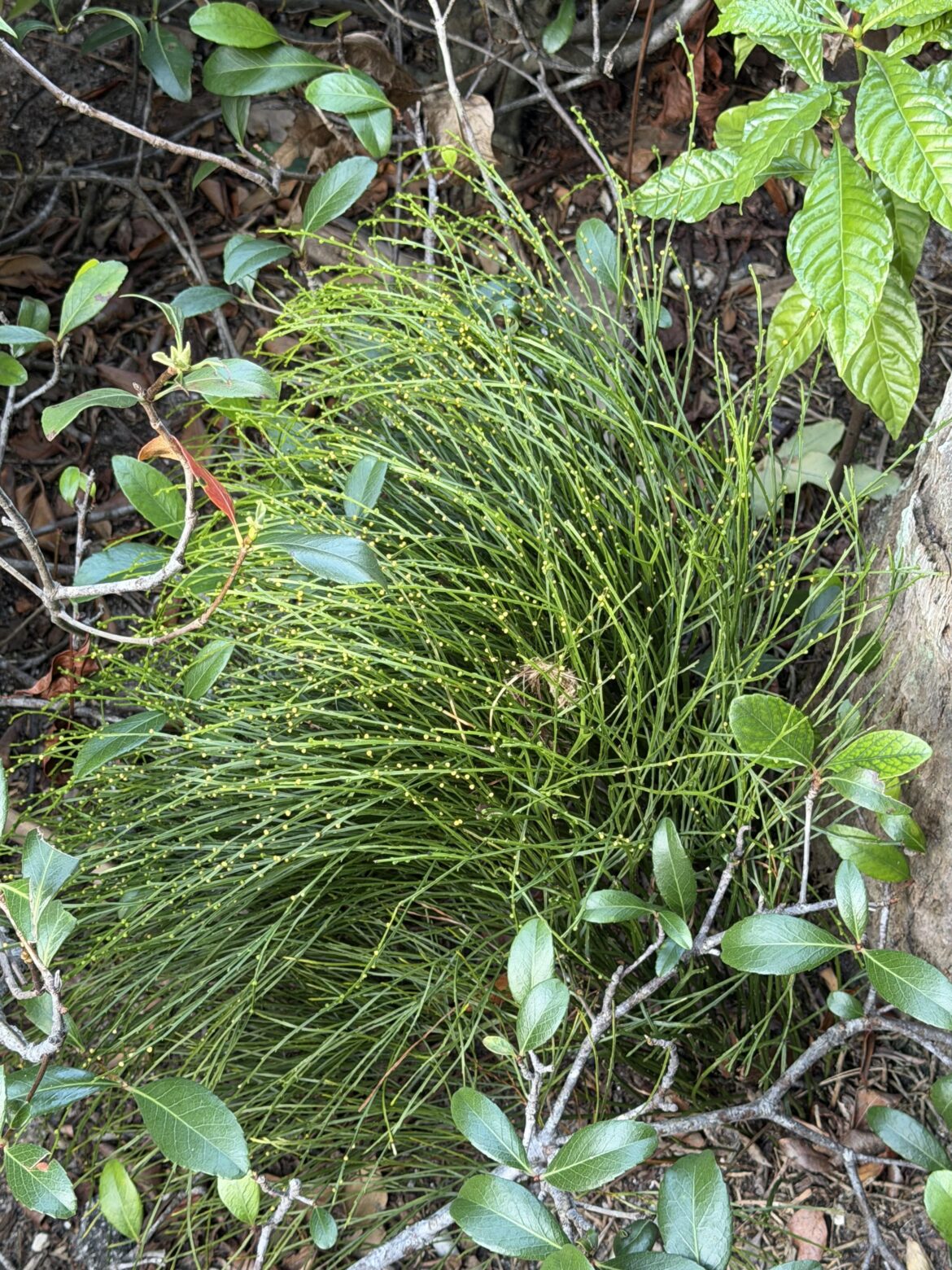 Does anyone know what this is potentially called?