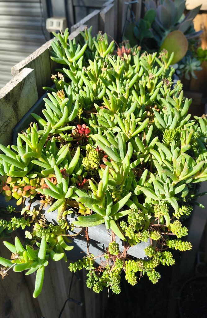 Happily neglected fence plants