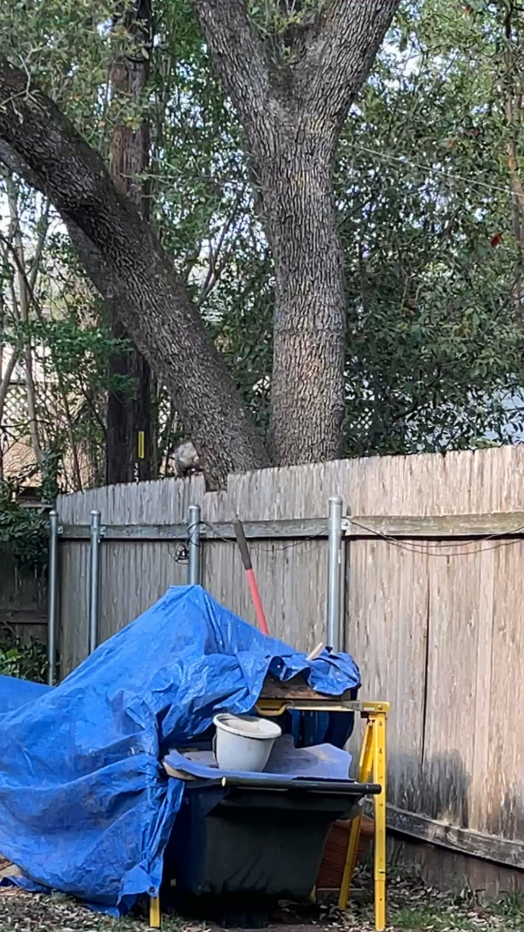 Garden Visitor