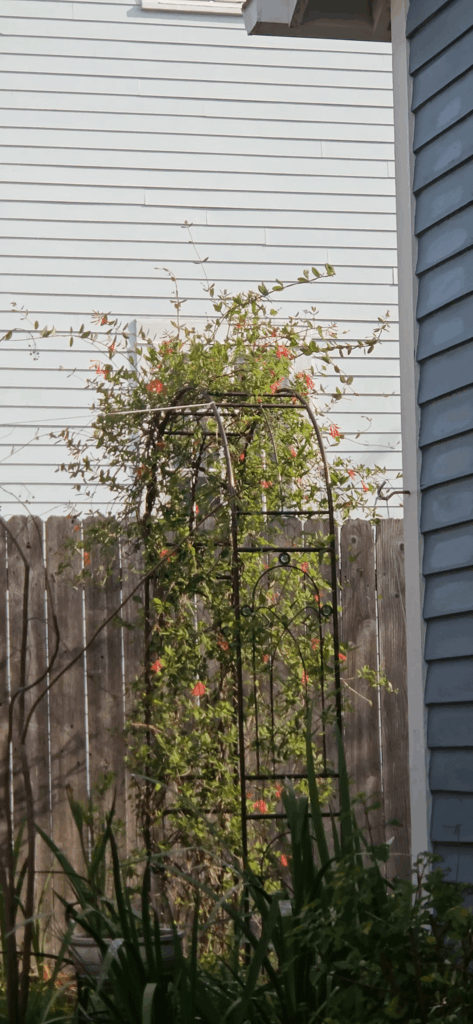 Hummingbirds are here!
