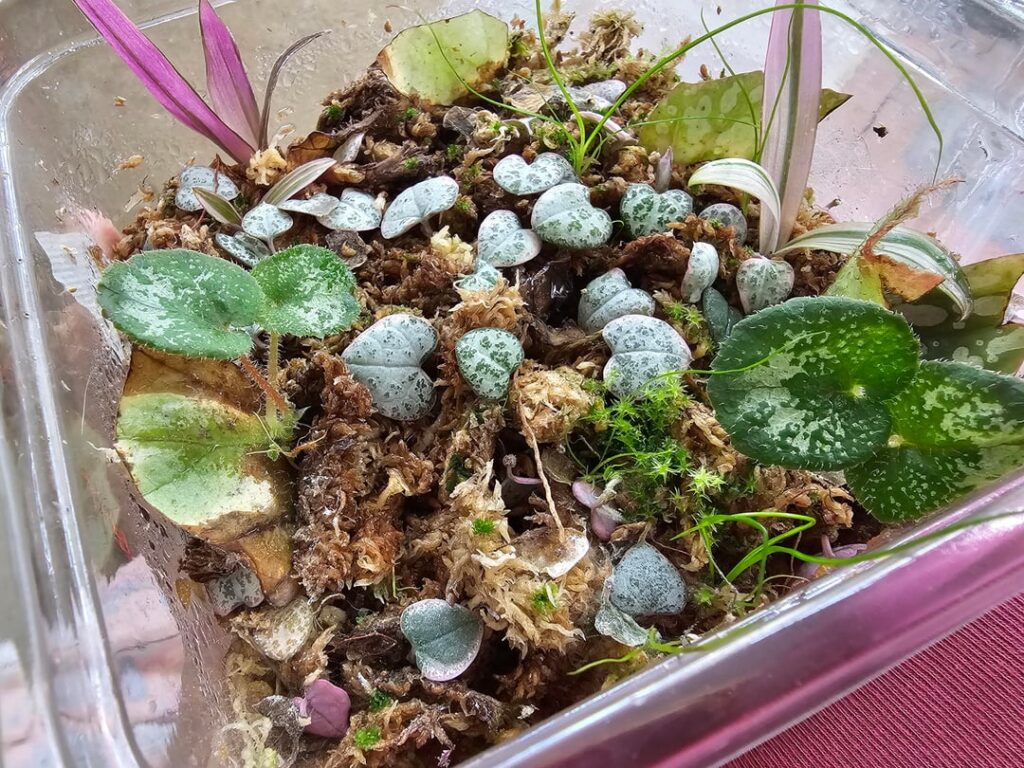 I finally got some begonia props to grow
