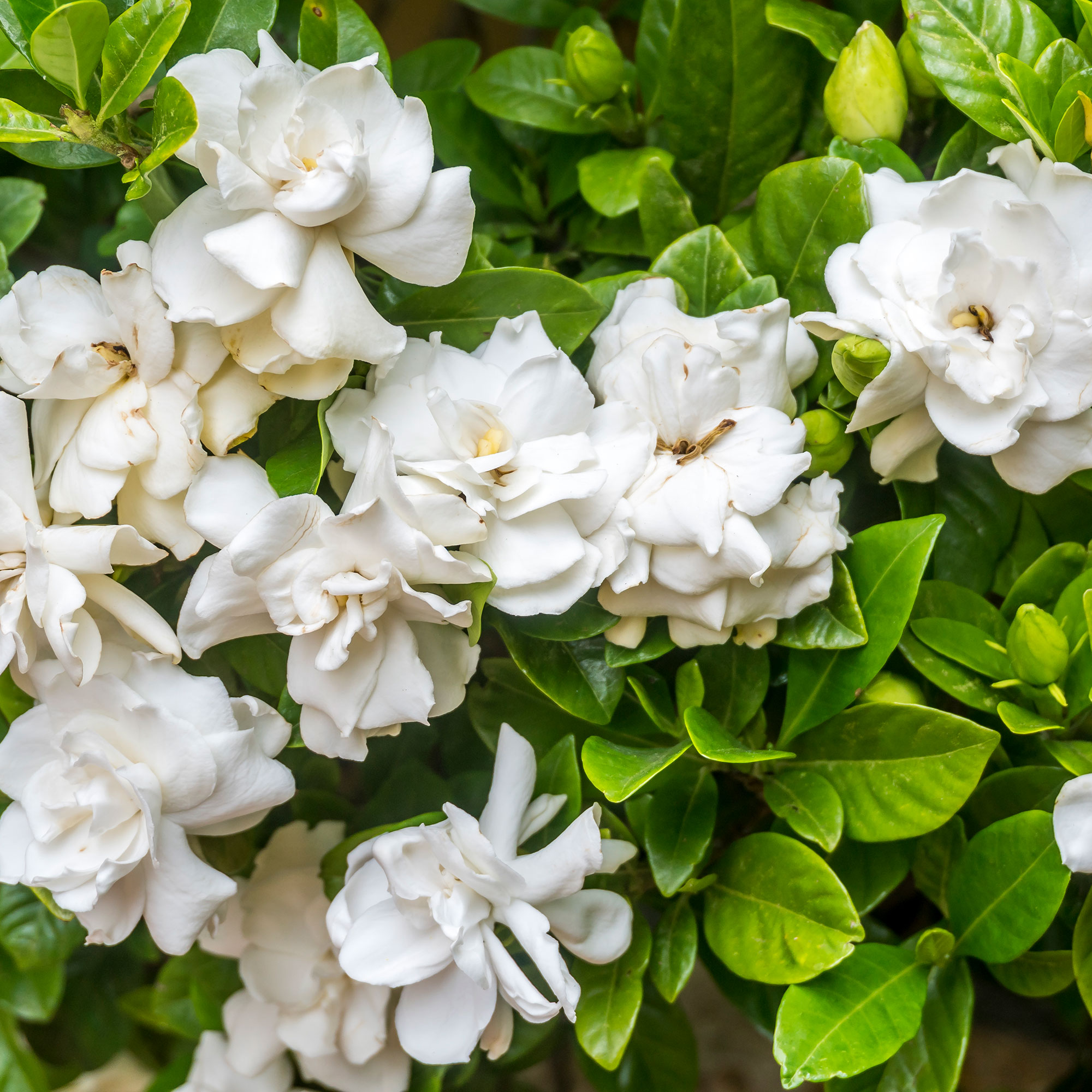 night scented plants