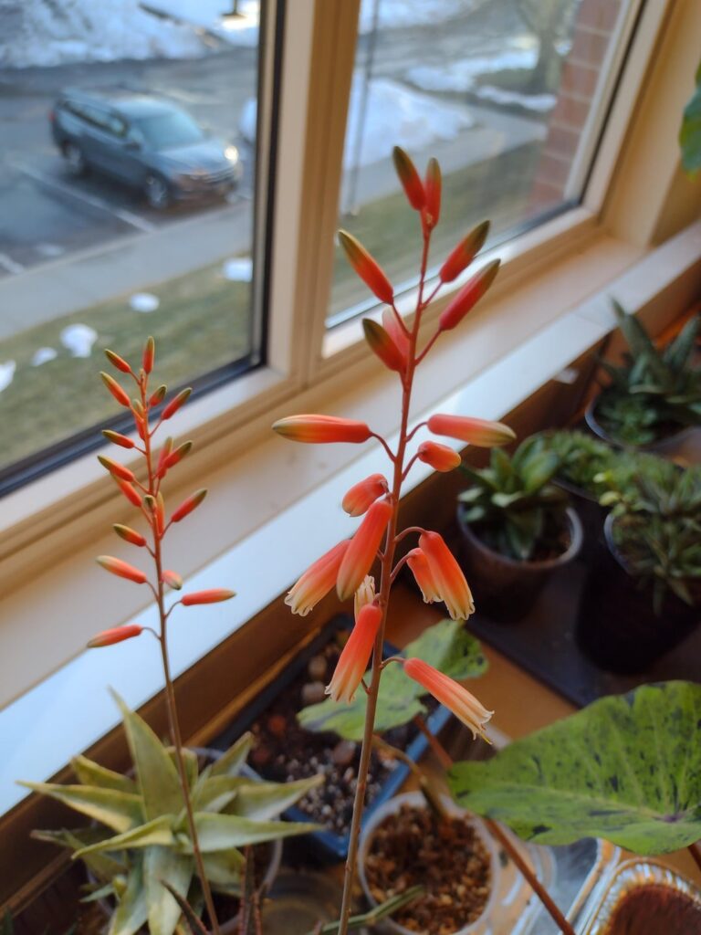 Aloe 'Purple Haze' in bloom