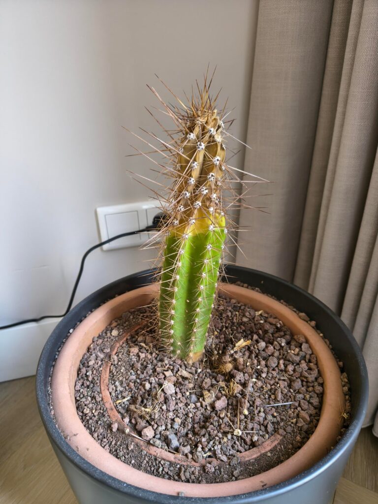 Please help save my cactus