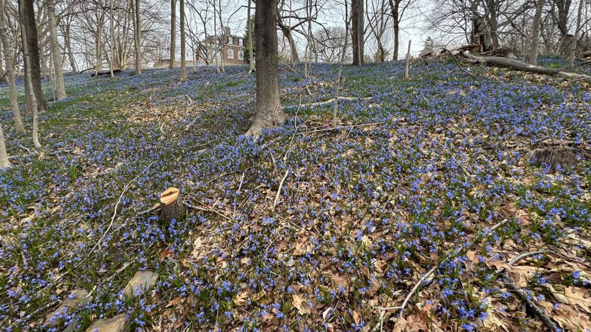 Electric blue blooms signal spring’s arrival at Bronx garden Electric blue blooms signal spring’s arrival at Bronx garden