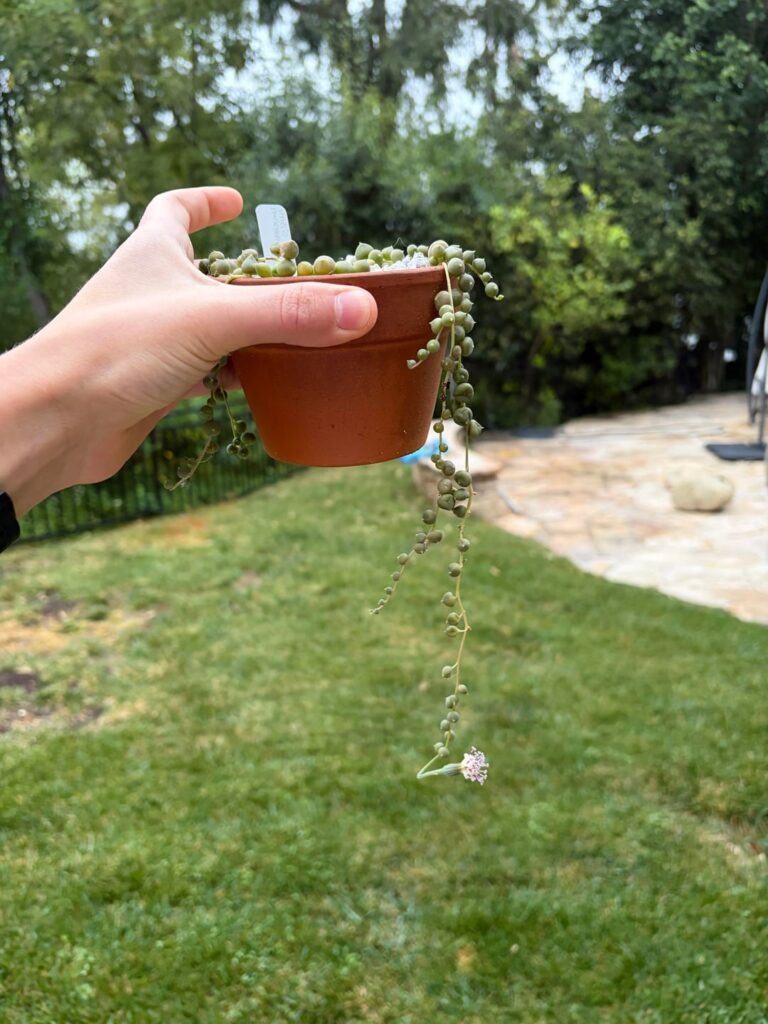 String of pearls blooming!