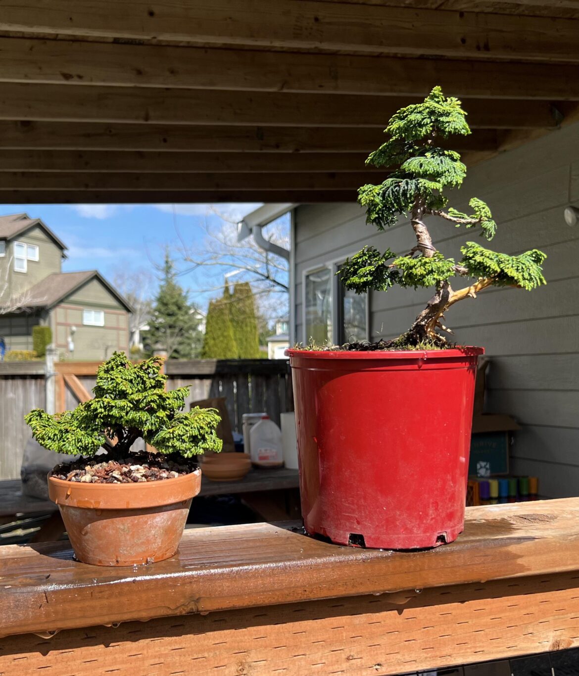 Hinoki on the mend
