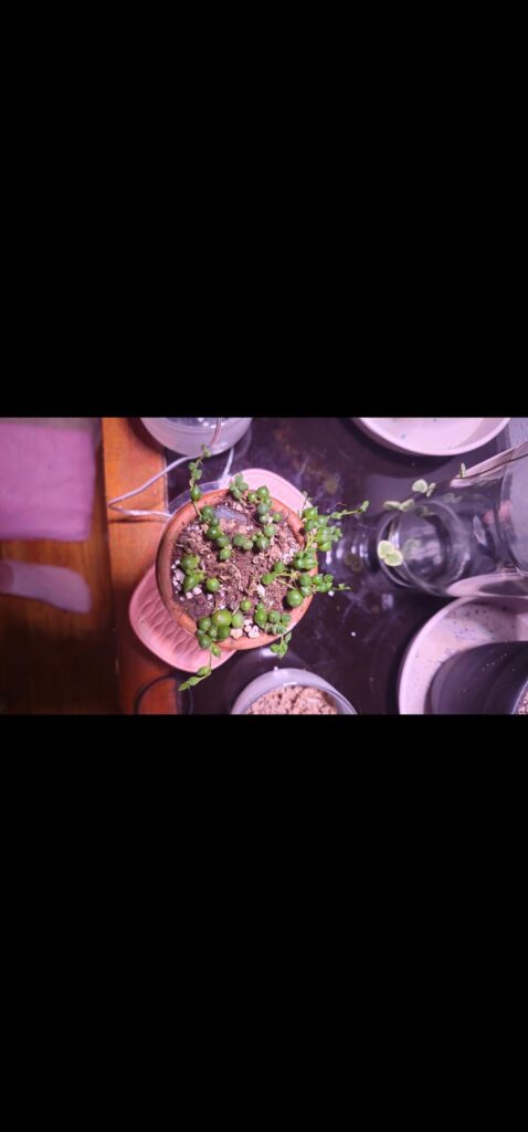 String of pearls help