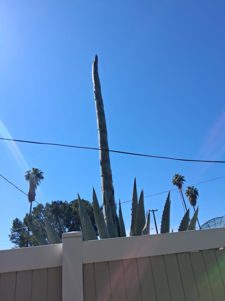 Maybe bamboo, but not sure