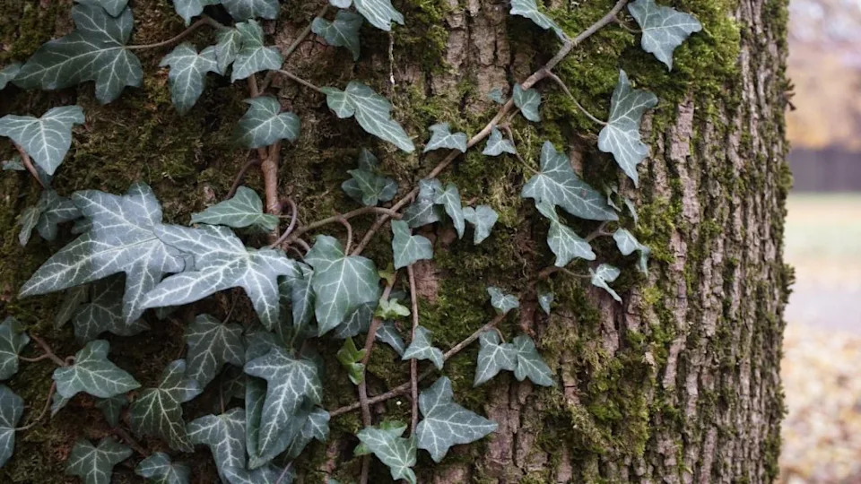 A closeup shot of dark green leaves of Common Ivy or Hedera helix in the forest.