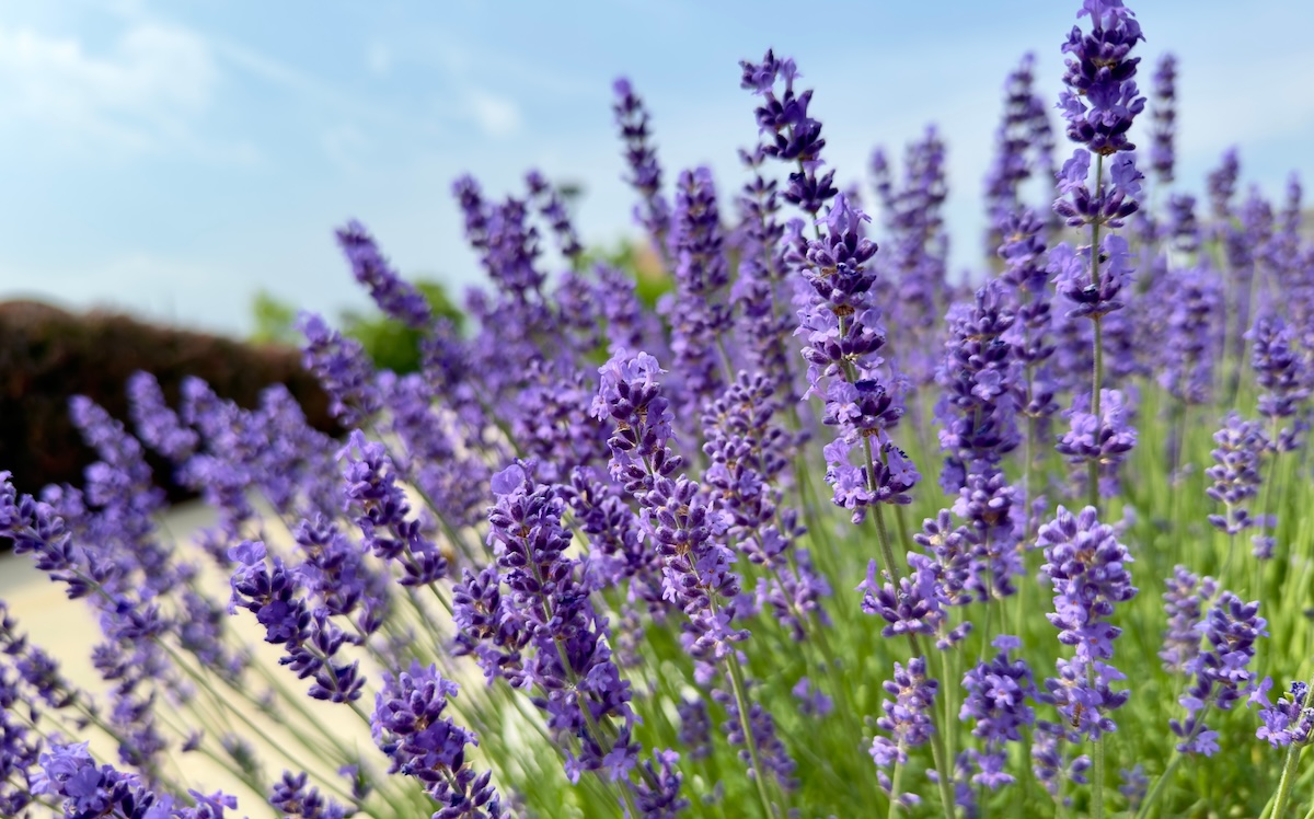 English Lavender planted in garden.