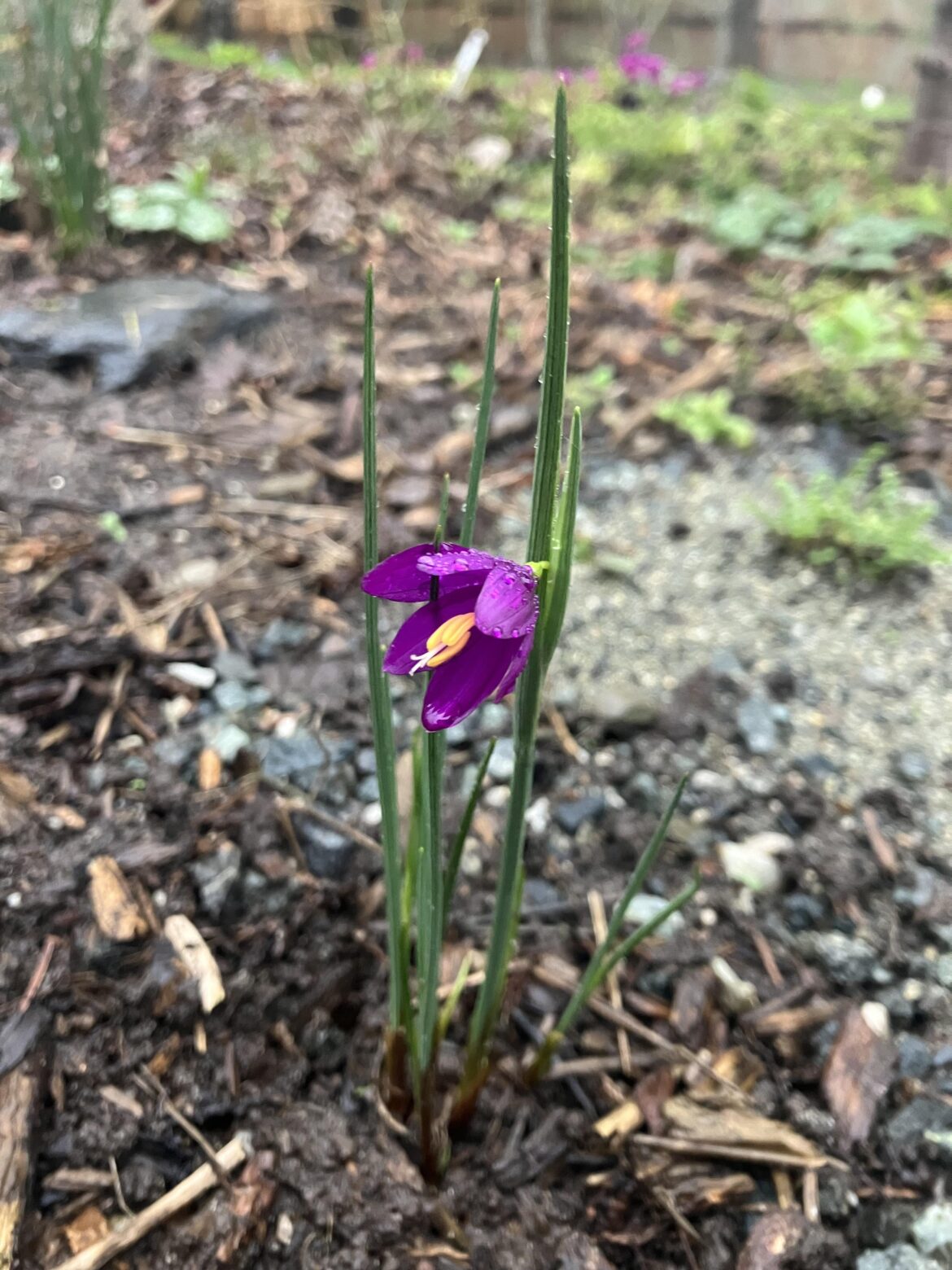Olsynium douglasii blooming for the first time in my garden!